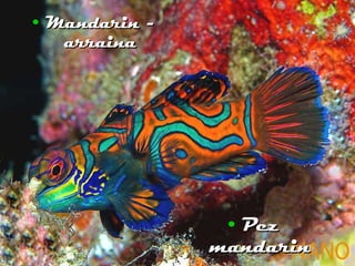 Mandarin - arraina Pez mandarin 