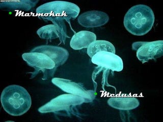 Marmokak Medusas 