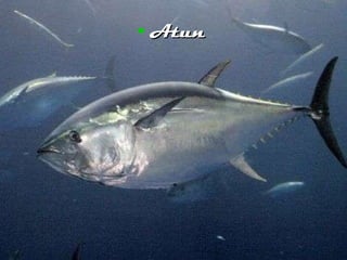 Atun 