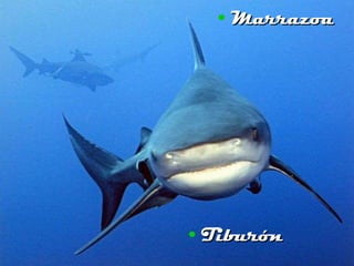 Marrazoa Tiburón 