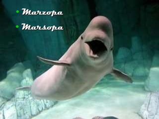 Marzopa Marsopa 