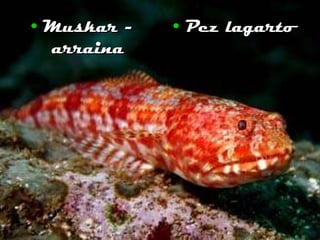 Muskar - arraina Pez lagarto 