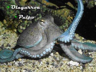 Olagarroa Pulpo 
