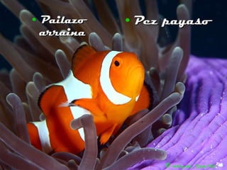 Pailazo arraina Pez payaso 