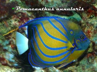 Pomacanthus annularis 