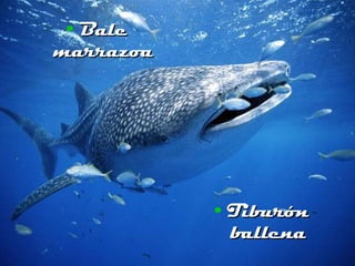Bale marrazoa Tiburón ballena 