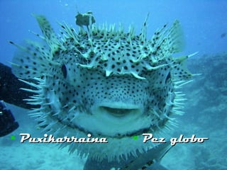 Puxikarraina Pez globo 