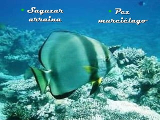 Saguzar arraina Pez murciélago 