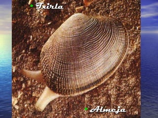 Txirla Almeja 