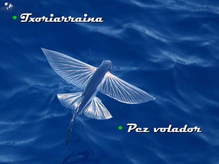 Txoriarraina Pez volador 