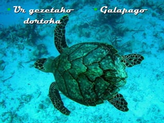 Ur gezetako dortoka Galapago 