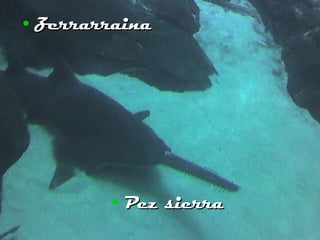 Zerrarraina Pez sierra 