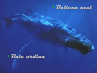 Bale urdina Ballena azul 