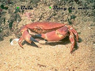 Buia Buey de mar 