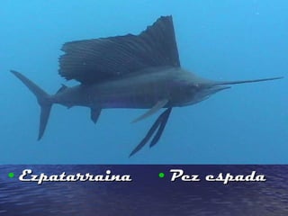 Ezpatarraina Pez espada 