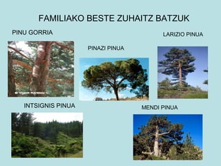Pinua Project Itsas pinua | PPT
