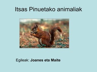 Pinua Project Itsas pinua | PPT
