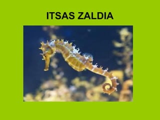 ITSAS ZALDIA

 