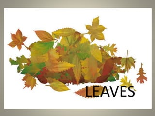 LEAVES
