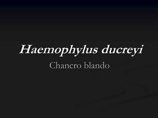 Haemophylus ducreyi
    Chancro blando
 