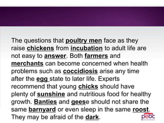 The questions that poultry men face as they
raise chickens from incubation to adult life are
not easy to answer. Both farmers and
merchants can become concerned when health
problems such as coccidiosis arise any time
after the egg state to later life. Experts
recommend that young chicks should have
plenty of sunshine and nutritious food for healthy
growth. Banties and geese should not share the
same barnyard or even sleep in the same roost.
They may be afraid of the dark.
 
