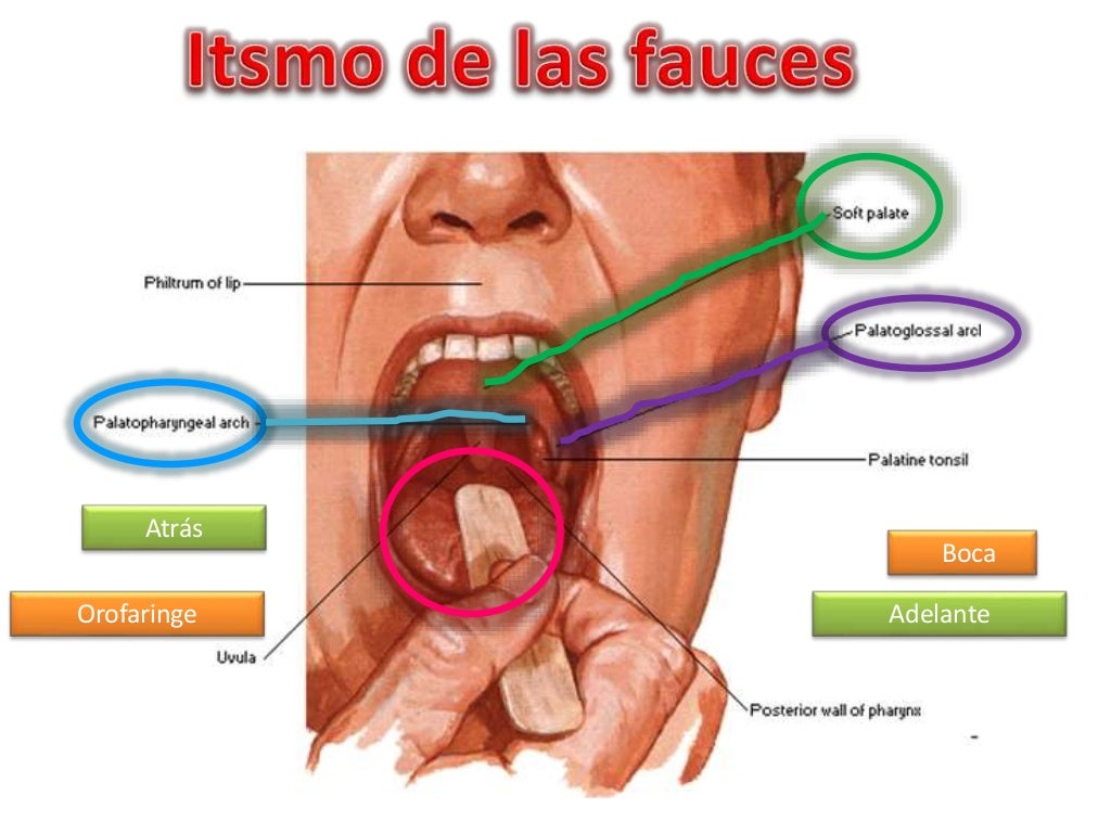 Itsmo y paladar blando (anatomía)