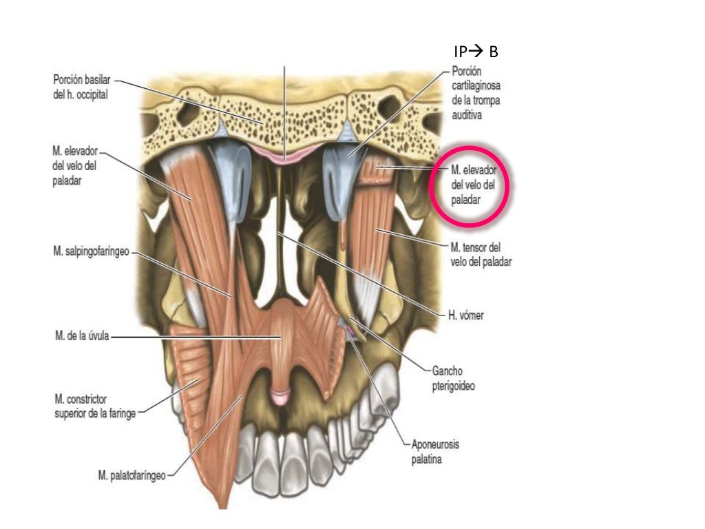 Itsmo y paladar blando (anatomía)