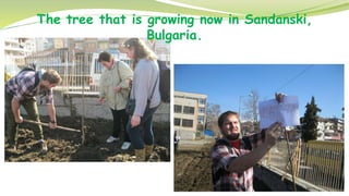 The tree that is growing now in Sandanski,
Bulgaria.
 