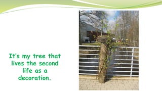 It’s my tree that
lives the second
life as a
decoration.
 