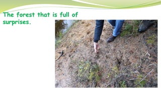 The forest that is full of
surprises.
 