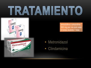 amoxicilina o ampicilina,
500 mg por vía oral cada
6 horas durante 7 dias
• Metronidazol
• Clindamicina
 
