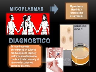 Mycoplasma
Hominis Y
Ureaplasma
Urealyticum)
Es muy frecuente
encontrarlos en cultivos
habituales de la vagina y
uretra y está relacionado
con la actividad sexual y el
número de contactos
sexuales distintos.
 