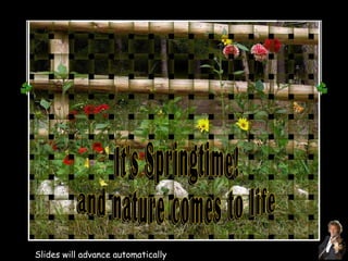 It's Springtime! and nature comes to life Slides will advance automatically It's Springtime! and nature comes to life 