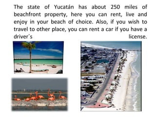 The state of Yucatán has about 250 miles of beachfront property, here you can rent, live and enjoy in your beach of choice. 