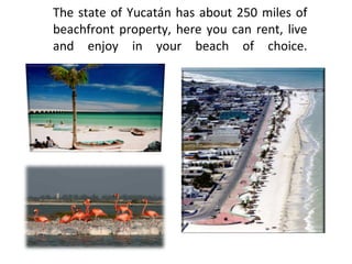 The state of Yucatán has about 250 miles of beachfront property, here you can rent, live and enjoy in your beach of choice. 