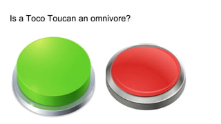 Is a Toco Toucan an omnivore?
 
