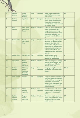 7    Bauhinia          Gulabi           Small    Evergreen   Leaves shaped like a camel’s        B, R
         purpurea          Kanchan,                              hoof. The ﬂowers are a rose
                           Kachnar                               pink or a lilac.
    8    Bauhinia          Apta, Sona       Small    Evergreen   Flowers are small and white in      B
         racemosa                                                colour, mostly inconspicuous.
                                                                 Has smaller leaves than the
                                                                 other bauhinias. Leaves are used
                                                                 in Dusshera rituals.
    9    Butea             Dhak, Palash,    Medium   Deciduous Called the Flame of the Forest        B
         frondosa          Flame of the                        due to its clusters of ﬁery
                           Forest                              orange blossoms. An orange
                                                               liquid colour is prepared during
                                                               Holi festival by soaking the
                                                               ﬂowers in water for 20mins or
                                                               so.
    10   Bombax Ceiba      Semul,           Large    Deciduous Flowers are large and orangish        R,H
                           Silk Cotton,                        red. Fruits are woody capsules
                           Tree                                containing silky ﬁber with
                                                               seeds used to stuff pilows and
                                                               quilts. Does not provide shade
                                                               and is treeless folwering tree
                                                               in the month of March. The
                                                               ﬂowers attract lots of birds and
                                                               squirrels
    11   Caryota urens     Fish Tail Palm   Tall     Evergreen   Grows straight. Some                B
                                                                 maintenance needed for the
                                                                 removal of dry branches.
    12   Cassia ﬁstula     Bahava,          Medium   Deciduous Yellow ﬂowers grow in hanging         B, R
                           Amaltas,                            bunches during summer, also
                           Indian                              lending the name of Golden
                           Laburnum                            Showers to this tree.
    13   Chukrasia         Chikrassy,       Large    Semi        Straight growing. Flowers are       B, R, H
         tabularis         Indian                    evergreen   an off-white color set in loose
                           Redwood,                              clusters.
                           East Indian
                           Mahagony
    14   Cocos nucifera    Coconut          Tall     Evergreen   A popular tree that is planted in   B
                                                                 Pune. One needs to remember
                                                                 that fruit falls can be damaging
                                                                 and need to be harvested
                                                                 regularly. The dried leaves also
                                                                 need to be removed to avoid
                                                                 potential damage.
    15   Dillenia indica   Chalta,          Medium   Semi        A handsome tree with dense          B,R
                           Elephant                  evergreen   canopy. Flowers are white and
                           Apple Tree                            fragrant and fruits are a pale
                                                                 green.
    16   Erythrina         Pangara,         Medium   Deciduous Flowers are bright scarlet in         B,R
         suberosa          Indian                              colour. The tree ﬂowers during
         /E.stricta        Coral Tree                          springtime. The trunk has a
                                                               prickly texture




6
 