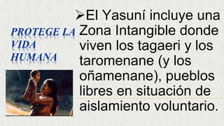 PROTEGE LA
VIDA
HUMANA
El Yasuní incluye una
Zona Intangible donde
viven los tagaeri y los
taromenane (y los
oñamenane), pueblos
libres en situación de
aislamiento voluntario.
 