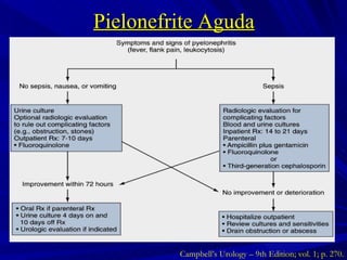 Pielonefrite Aguda Campbell’s Urology – 9th Edition; vol. 1; p. 270. 