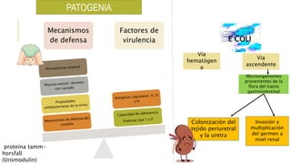 PATOGENIA
Mecanismos
de defensa
Factores de
virulencia
proteína tamm-
horsfall
(Uromodulin)
Via
ascendente
Vía
hematógen
a
E COLI
Microorganismos
provenientes de la
flora del tracto
gastrointestinal
Colonización del
tejido periuretral
y la uretra
Invasión y
multiplicación
del germen a
nivel renal
 