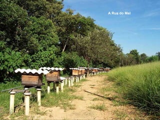 A Rua do Mel 