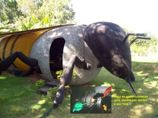 Aqui se pode conhecer uma abelha por dentro  e por fora. 