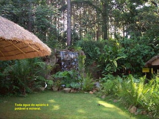 Toda água do apiário é potável e mineral. 