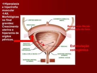 Estimulação
estrogênica
Hiperplasia
e hipertrofia
muscular
Alt.
Morfológicas
no final
gravidez:
Crescimento
uterino e
hiperemia de
orgãos
pélvicos.
Bexiga mais flácida
Diminuição do tono
 