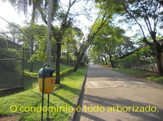 O condomínio é todo arborizado,
 
