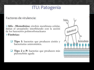Alfa - Hemolisina: citolisis membrana celular,
dañan el uroepitelio interfiriendo con la acción
de los luecocitos polimorfonucleares
Fimbrias:
 Tipo 1: bacterias que producen cistitis y
bacteriurias asintomática.
 Tipo 2 o P: bacterias que producen más
pielonefritis aguda
 