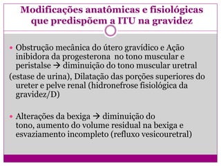 Modificações anatômicas e fisiológicas
que predispõem a ITU na gravidez
 Obstrução mecânica do útero gravídico e Ação
inibidora da progesterona no tono muscular e
peristalse  diminuição do tono muscular uretral
(estase de urina), Dilatação das porções superiores do
ureter e pelve renal (hidronefrose fisiológica da
gravidez/D)
 Alterações da bexiga  diminuição do
tono, aumento do volume residual na bexiga e
esvaziamento incompleto (refluxo vesicouretral)
 
