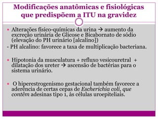 Modificações anatômicas e fisiológicas
que predispõem a ITU na gravidez
 Alterações físico-químicas da urina  aumento da
excreção urinária de Glicose e Bicabornato de sódio
(elevação do PH urinário [alcalino])
- PH alcalino: favorece a taxa de multiplicação bacteriana.
 Hipotonia da musculatura + refluxo vesicouretral +
dilatação dos ureter  ascensão de bactérias para o
sistema urinário.
 O hiperestrogenismo gestacional também favorece a
aderência de certas cepas de Escherichia coli, que
contêm adesinas tipo 1, às células uroepiteliais.
 