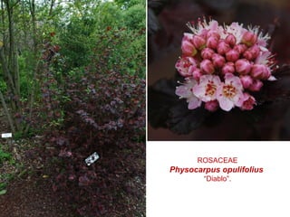 ROSACEAE
Physocarpus opulifolius
“Diablo”.
 
