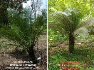 DICKSONIACEAE
Dicksonia sellowiana
América del Sur. América Central.
 